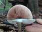 Barna csengettyűgomba (Pluteus cervinus), Velencei-hegység
